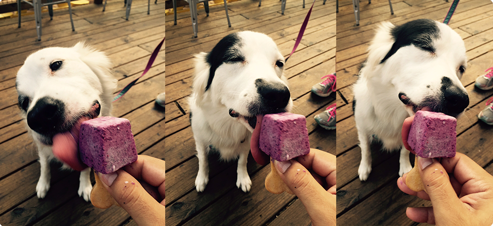 Four-legged visitors to Mutts Canine Cantina are pretty much guaranteed to stay cool. Photo courtesy of Mutts Canine Cantina.